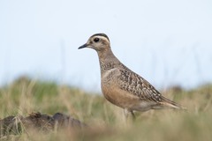 Charadrius morinellus