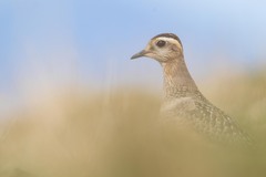 Charadrius morinellus