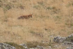 Vulpes vulpes silacea
