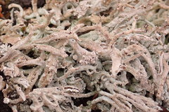 Cladonia ecmocyna