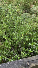 Boehmeria densiflora