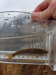 Rhinichthys cataractae