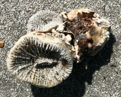 Homophyllia australis