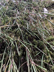 Dendrobium striolatum