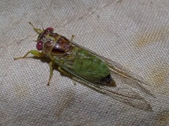 Palapsalta ligneocauda