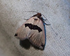 Eulocastra phaeozona