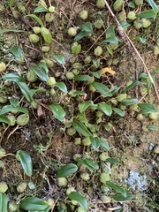 Bulbophyllum exiguum