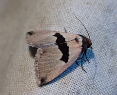 Eulocastra phaeozona