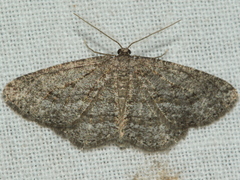 Zermizinga sinuata