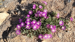 Drosanthemum oculatum