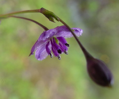 Arthropodium minus
