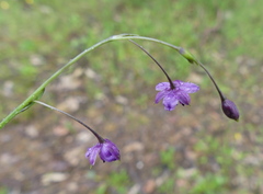 Arthropodium minus