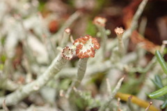 Cladonia ecmocyna