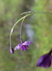 Arthropodium minus