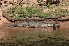 Crocodylus