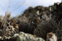 Selaginella lepidophylla