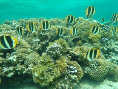 Chaetodon tricinctus