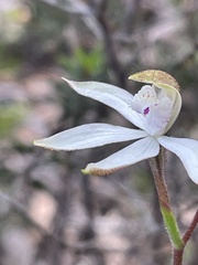 Caladenia gracilis
