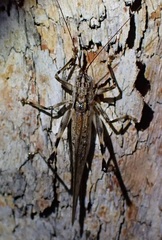 Nicsara