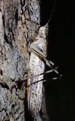 Nicsara