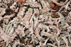 Cladonia ecmocyna