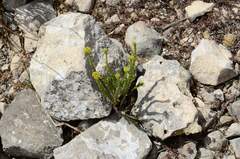 Crassula subulata fastigiata