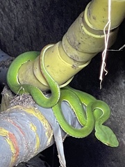 Trimeresurus stejnegeri