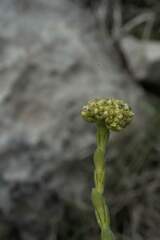 Crassula subulata fastigiata
