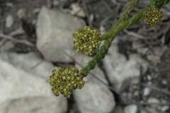 Crassula subulata fastigiata
