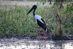 Ephippiorhynchus asiaticus