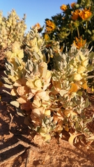 Atriplex lindleyi inflata
