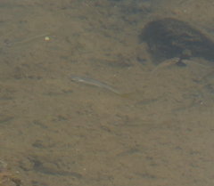 Pseudomugil signifer