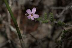 Jamesbrittenia calciphila