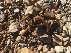 Aphonopelma chalcodes