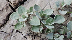 Atriplex argentea