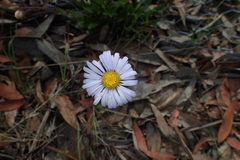 Brachyscome spathulata