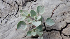 Atriplex argentea