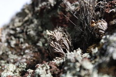 Selaginella lepidophylla