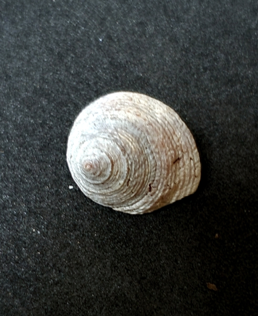 Trochomodulus catenulatus