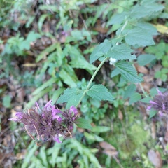 Agastache palmeri