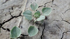 Atriplex argentea