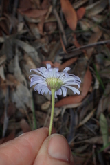 Brachyscome spathulata