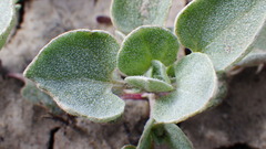 Atriplex argentea