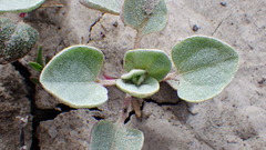 Atriplex argentea