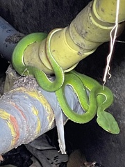 Trimeresurus stejnegeri