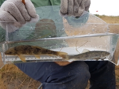 Catostomus catostomus