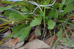 Brachyscome spathulata