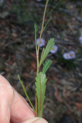 Brachyscome spathulata