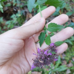 Agastache palmeri