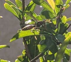 Polistes exclamans